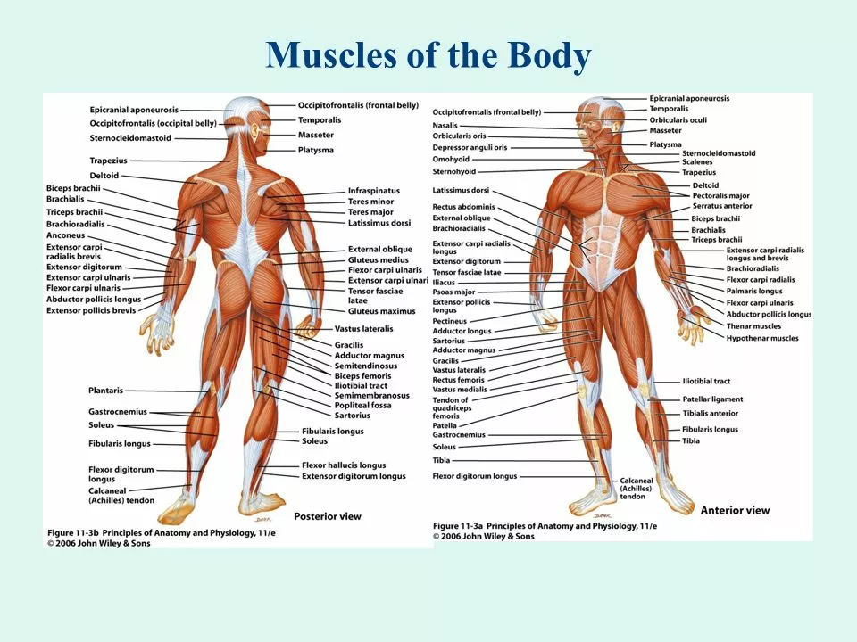 Understanding the Causes of Muscle Aches: A Comprehensive Guide
