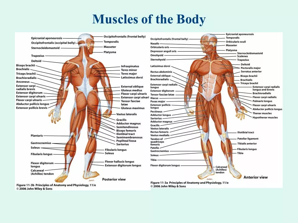 Understanding The Causes Of Muscle Aches A Comprehensive Guide 